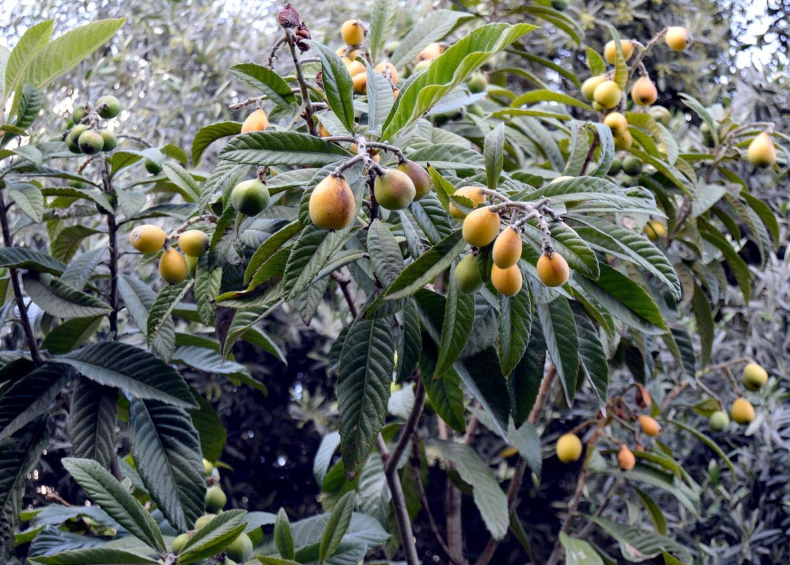 بيت الطبيعة nature house جرش المظهر الخارجي الصورة